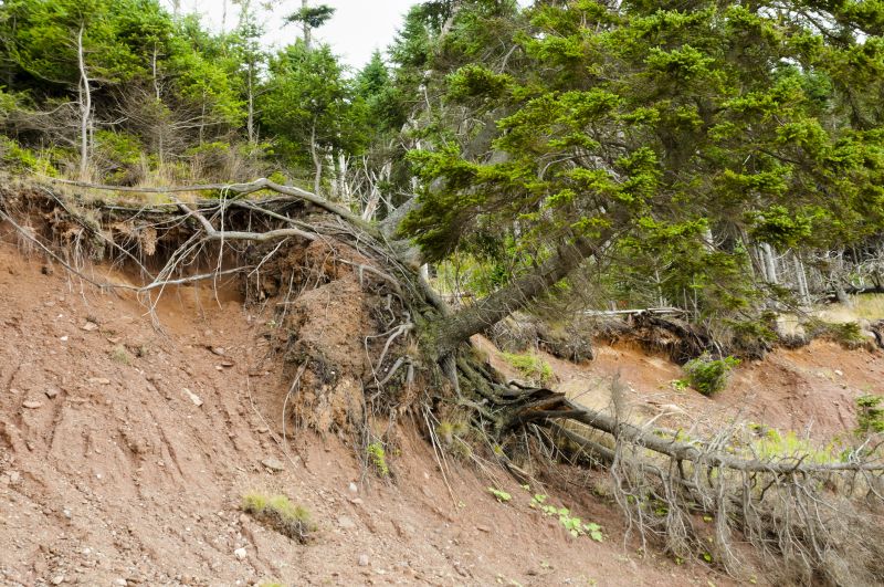 Soil Erosion Prevention